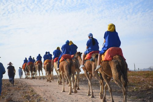 Quad + Camel in Marrakech Palm Grove